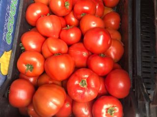 ¡Tomates DIRECTAMENTE DE UN FABRICANTE EN ALBANIA! Sensacional sabor