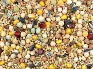 Venderé Guisantes Sombrero Lino Mijo Girasol VOZ NEGRA SORGO