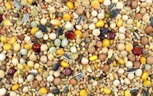 Venderé Guisantes Sombrero Lino Mijo Girasol VOZ NEGRA SORGO - Kamieniec Ząbkowicki - contacto 24h ¡te invitamos a la cooperación! en venta: Guisante LEN PROSO