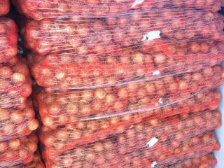 tenemos una cosecha fresca de cebolla roja y amarilla,