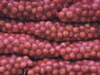 tenemos una cosecha fresca de cebolla roja y amarilla,