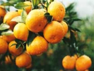 Mandarina fresca Somos un exportador y proveedor de mandarina