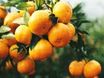 Mandarina fresca Somos un exportador y proveedor de mandarina fresca (Kinnow) .Nuestra mandarina es de alta calidad