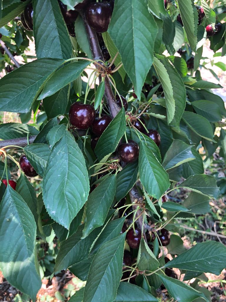 Desde finales de mayo hasta finales de julio en stock, tenemos cereza de grado premium, carga aérea mínima disponible