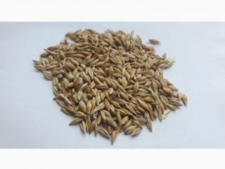 Material de siembra Ofrezco cebada, cosecha 2019.El grano es
