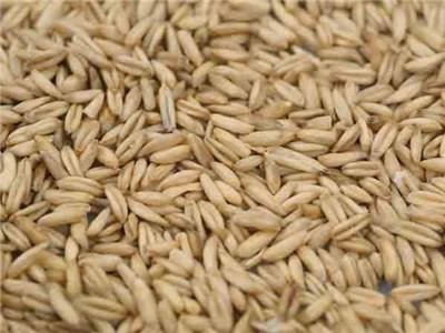 Vendemos avena, cebada, trigo y otros tipos de cereales de elección
