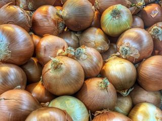 tenemos cosecha fresca de cebolla roja y amarilla disponible