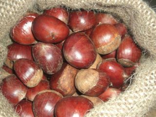 Núcleos de nueces directas de ventas de fábrica con
