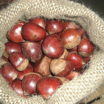 Núcleos de nueces directas de ventas de fábrica con calidad superior / nueces con cáscara / nueces sin cáscara, póngase en contacto directamente, What'sapp: