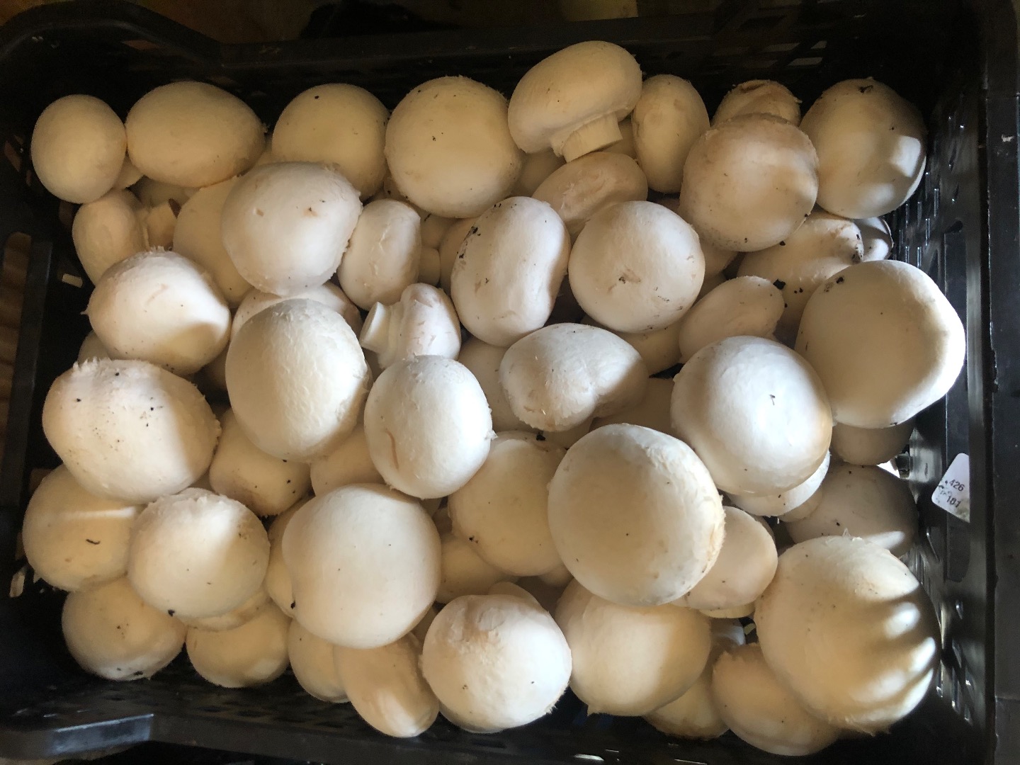 Venderé champiñones frescos directamente del productor