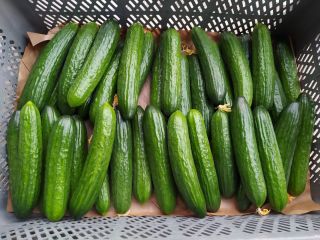 Trabajará con el receptor de la variedad Pacto de
