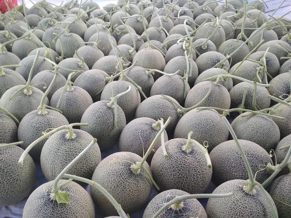 Estimado señor / señora Procom es un importante proveedor de productos agrícolas de Vietnam, ofrecemos PRECIOS FRESCOS, DELICIOSOS y BAJOS