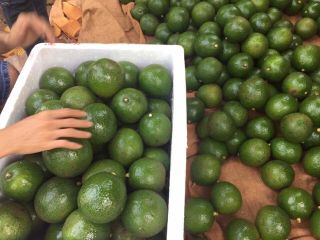Aguacate de cabina fresca / Aguacate Hass Calidad premium