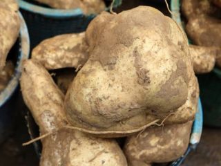 Tenemos batatas frescas de nuestra granja, buscamos patrocinio internacional