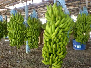 Estimado señor / señora, somos productores y exportadores de