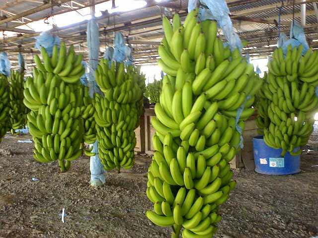 Estimado señor / señora, somos productores y exportadores de Fresh Green Cavendish Banana de Camroon Africa