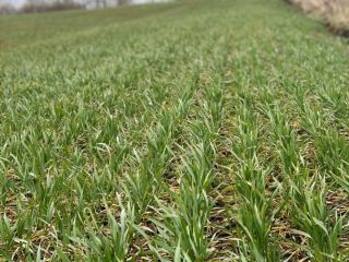 Este año (2020) planea orgánico (eco): Alimentar trigo -