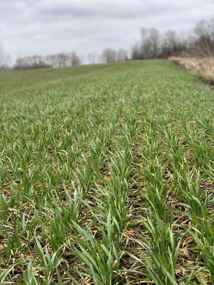 Este año (2020) planea orgánico (eco): Alimentar trigo - 800t
