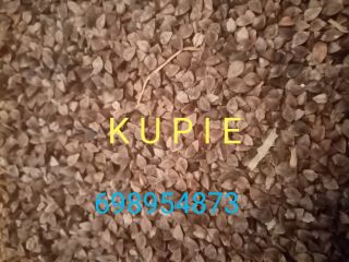 Compraré trigo sarraceno, cualquier cantidad y calidad de pago