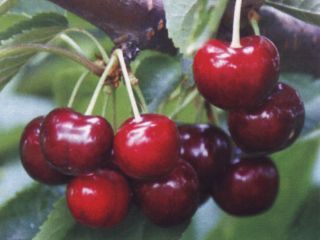 Pequeña granja en Bulgaria tiene jardín de cerezos con