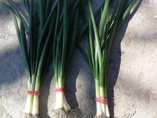Vendo una línea de cebolla verde 4 hilos 0.5lei.