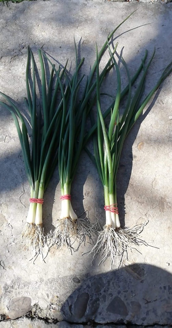 Vendo una línea de cebolla verde 4 hilos 0.5lei