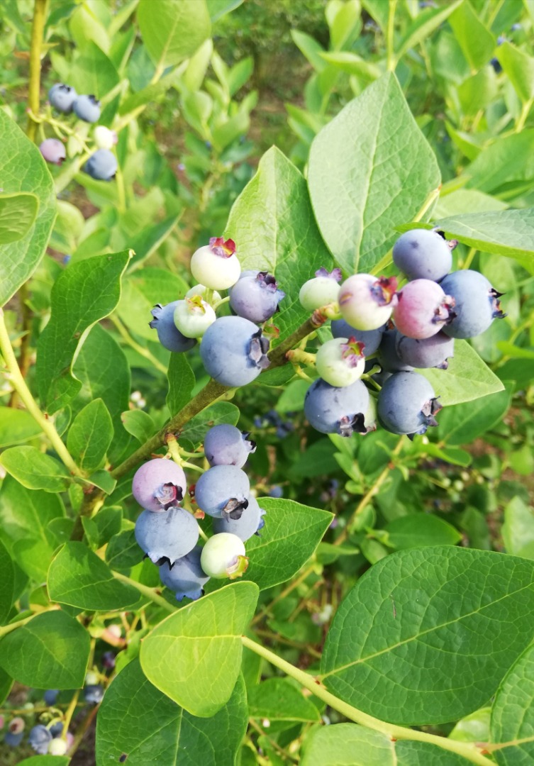 Buenos dias Ofrezco en julio arándanos deliciosos y dulces en bluecrop, variedades de bluejay
