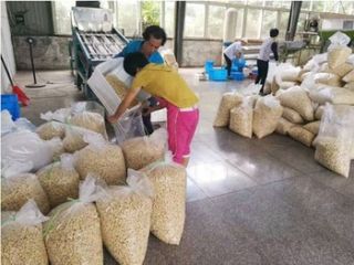 anacardos para la venta, póngase en contacto directamente, What'sapp: