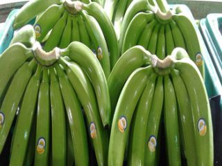 Fresh Cavendish Bananas, póngase en contacto directamente con What'sapp: