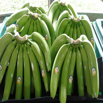 Fresh Cavendish Bananas, póngase en contacto directamente con What'sapp: correo electrónico