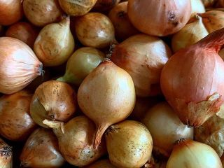 cebolla fresca de alta calidad EN VENTA, póngase en