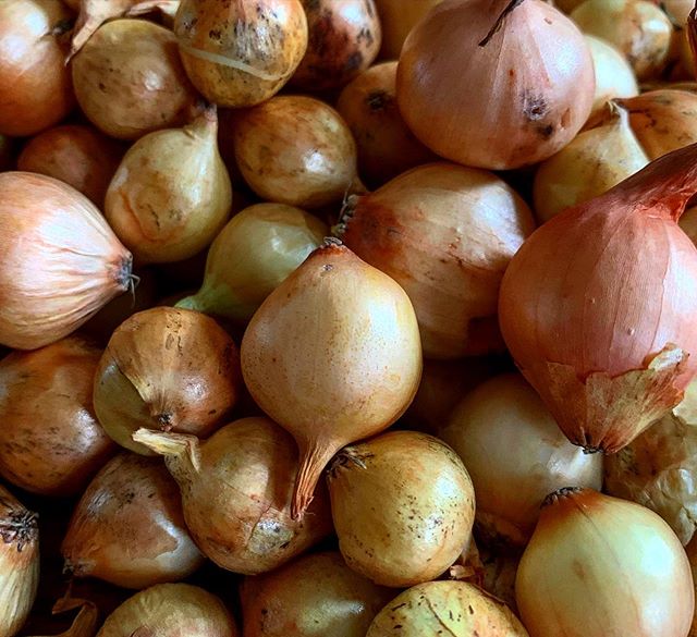 cebolla fresca de alta calidad EN VENTA, póngase en contacto directamente con What'sapp: correo electrónico