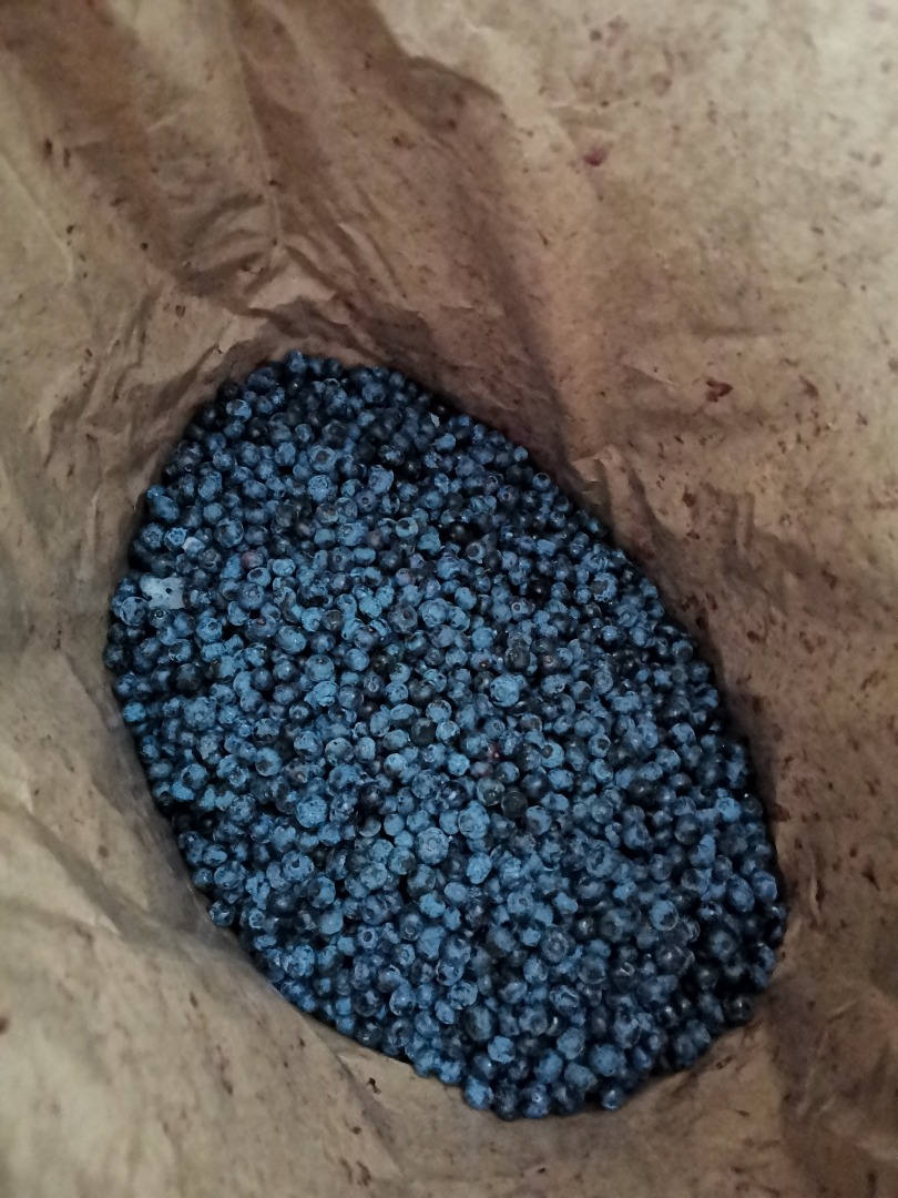 Venderé arándanos, congelados, de muy buena calidad, embalados en bolsas de 25 kg