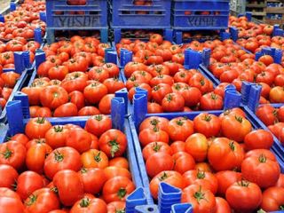 Hemos estado vendiendo frutas y verduras de Turquía. Por