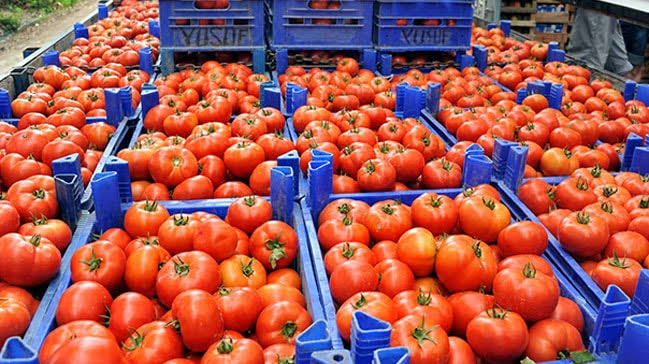 Hemos estado vendiendo frutas y verduras de Turquía