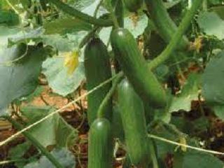 Estamos vendiendo frutas y verduras de Turquía. Contacto.