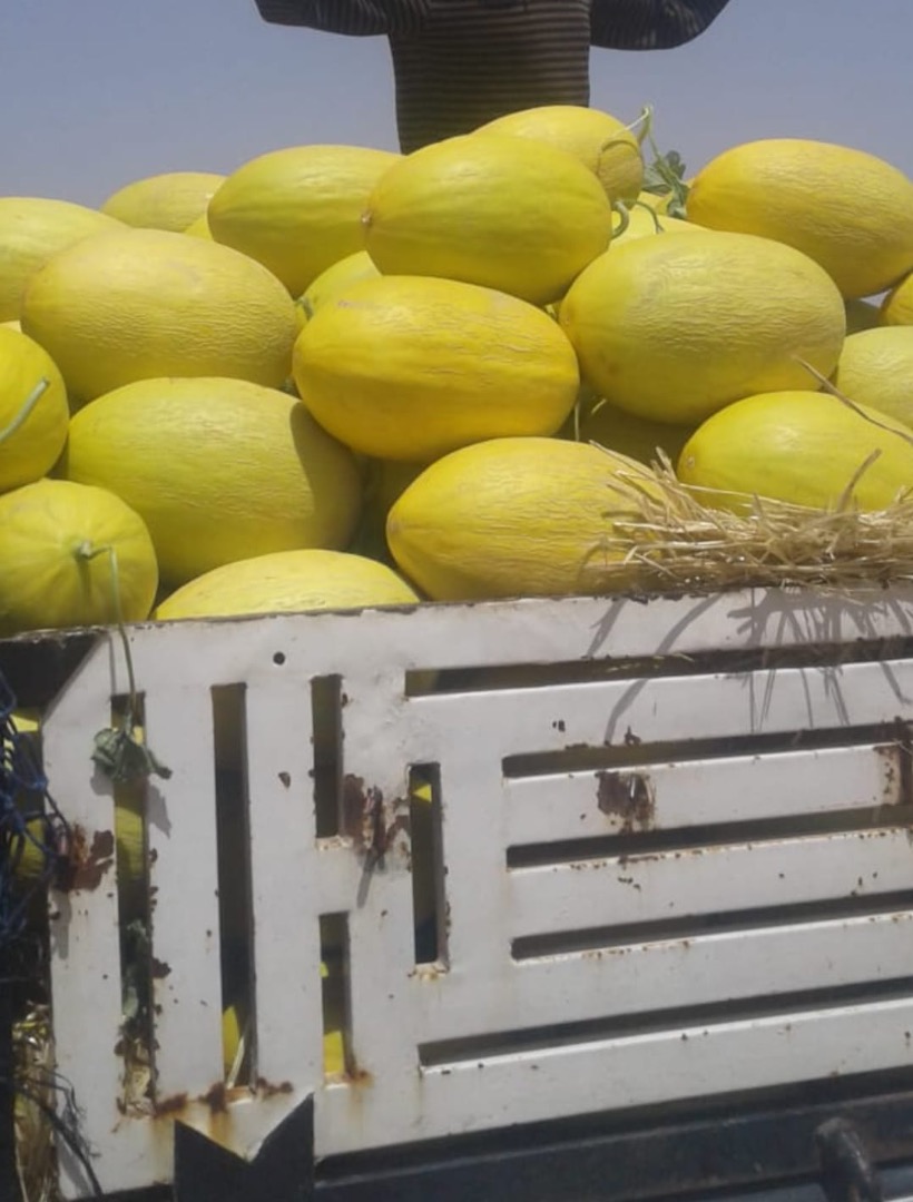 Venderé melón de miel