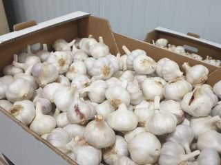 Vendemos ajo - min 24 toneladas. La entrega está