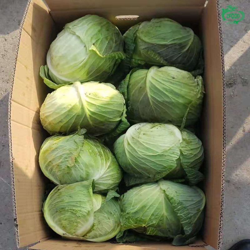 Repollo verde orgánico Repollo verde orgánico por favor contacte directamente, What'sapp