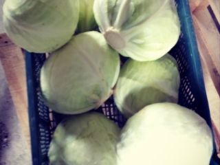 Venderé repollo blanco, 1.5-4kg. A granel o en bolsas