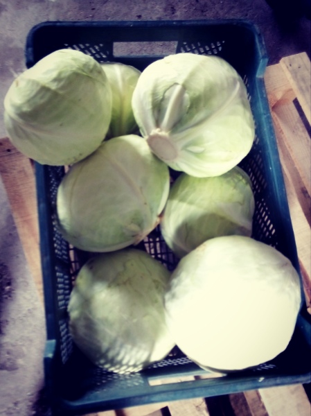 Venderé repollo blanco, 1.5-4kg