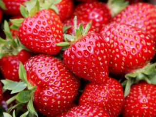 En la temporada 2020 venderemos fresas industriales sin tallos.