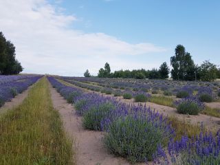 Venderé lavanda seca de una plantación orgánica. En nuestra