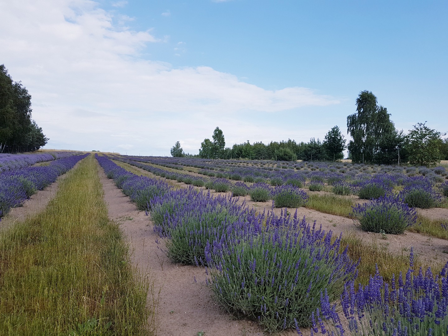 Venderé lavanda seca de una plantación orgánica