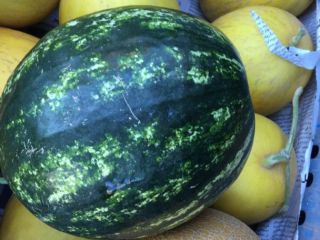 Venderé Melon Galia. Estamos buscando compradores para cantidades al