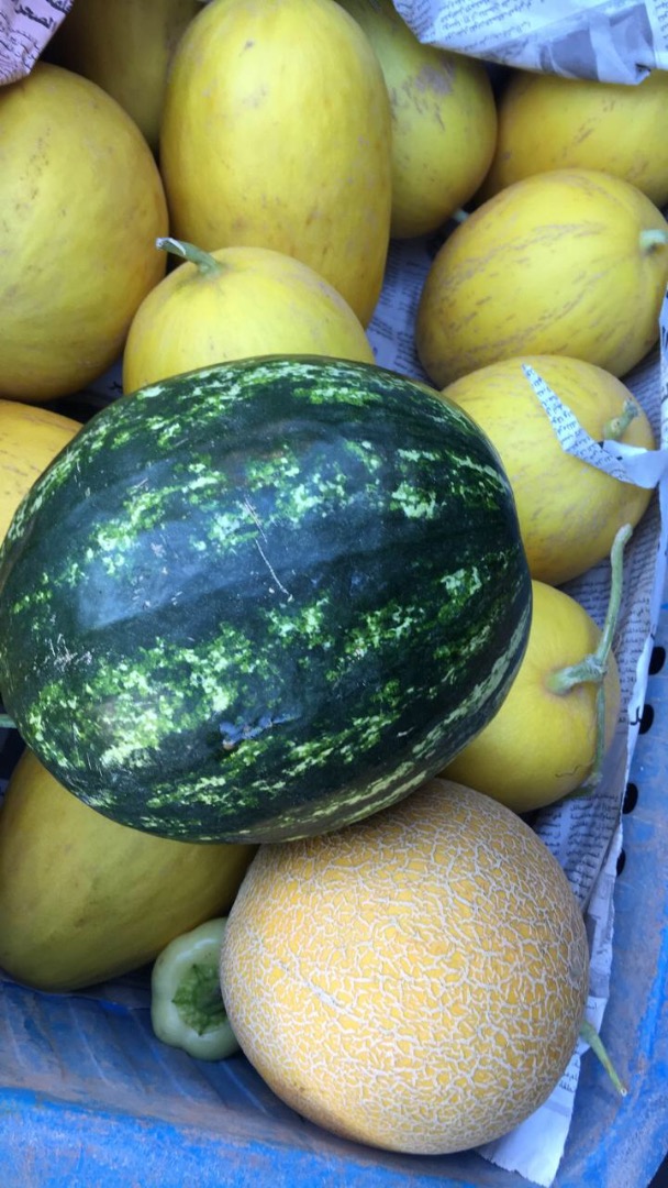 Venderé Melon Galia