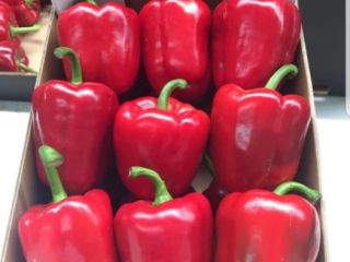 Venderé pimiento rojo, clase 1. Estamos buscando compradores para