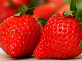 Venderé fresas del suelo (debajo de una tela no