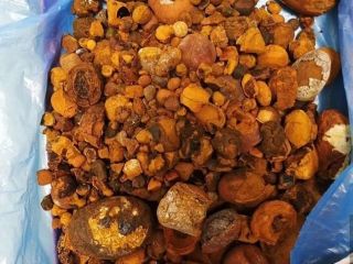cálculos biliares de ganado disponibles para usted hoy en
