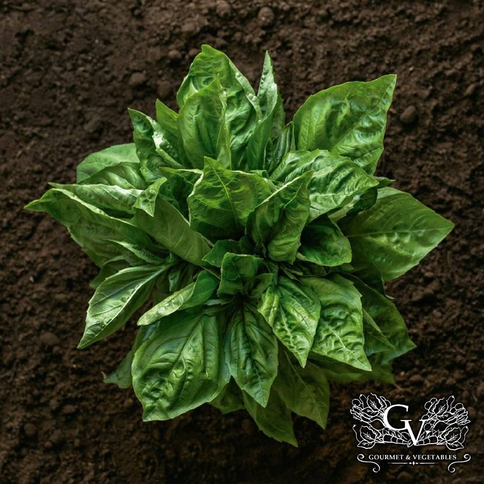 Albahaca fresca y verde de Ensenada, Baja California, México